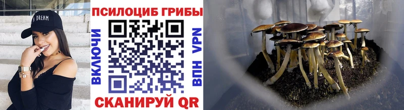 цена   Свободный  Псилоцибиновые грибы GOLDEN TEACHER 